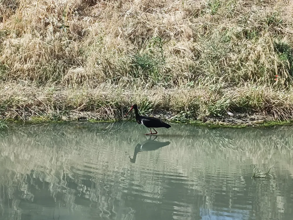 Edremit Çayı’nda Nadir Bir Ziyaretçi